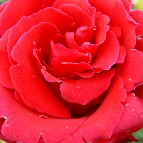 Rosa mediamente profumata - Rosa - Red Berlin - 